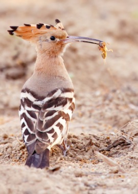 hoopoe
