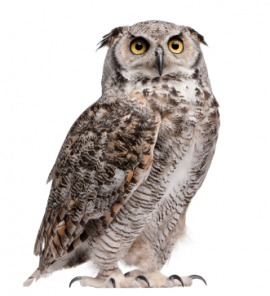 hoot owl
