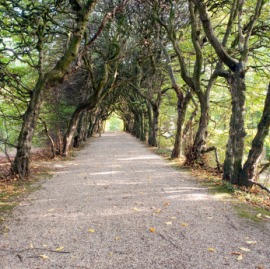 hornbeam