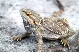horned lizard