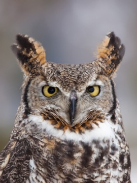 horned owl