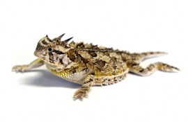 horned toad