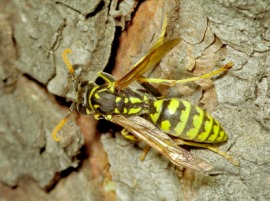 hornet