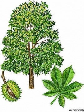 horse chestnut