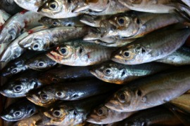 horse mackerel