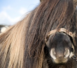 horsehair