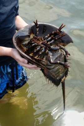 horseshoe crab