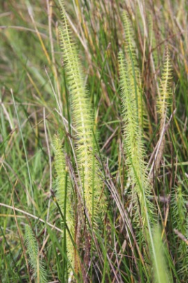 horseweed