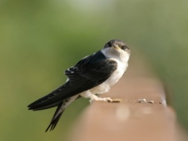 house martin