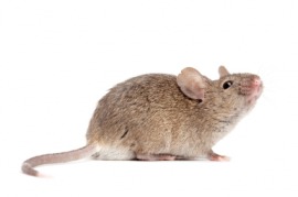 house mouse