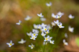 houstonia