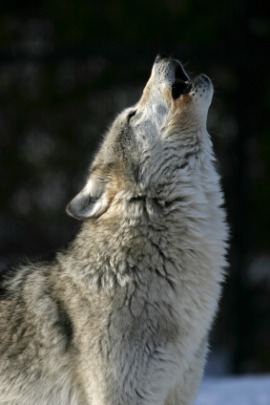 howl