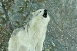 howler