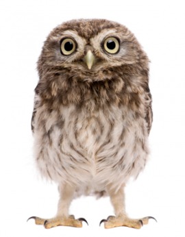 howlet