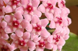 hoya
