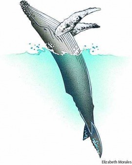 humpback whale