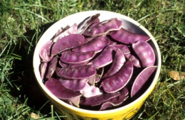 hyacinth bean