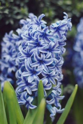 hyacinth