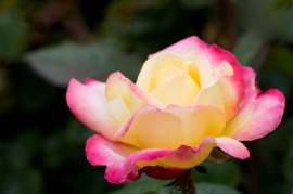 hybrid tea