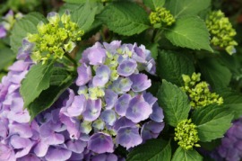 hydrangea