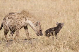 hyena