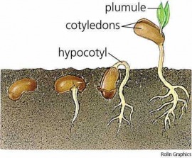 hypocotyl