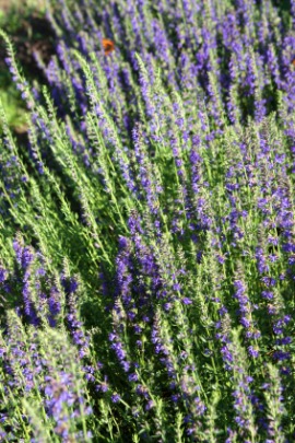 hyssop