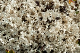 Iceland moss