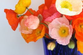 Iceland poppy