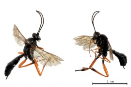 ichneumon fly