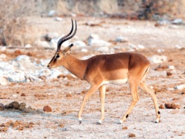impala