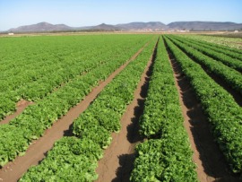 Imperial Valley