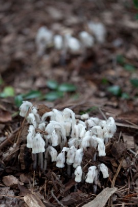 Indian pipe