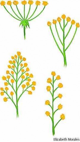 inflorescence
