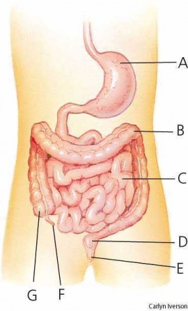 intestine