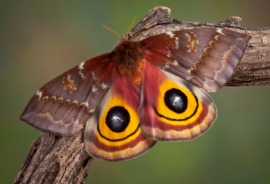 io moth