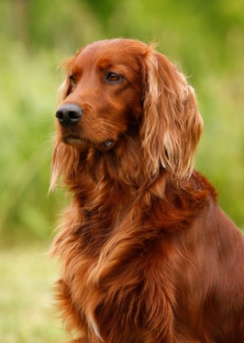 Irish setter