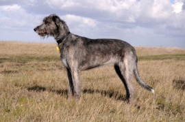 Irish wolfhound