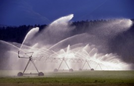 irrigate