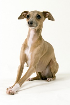 Italian greyhound