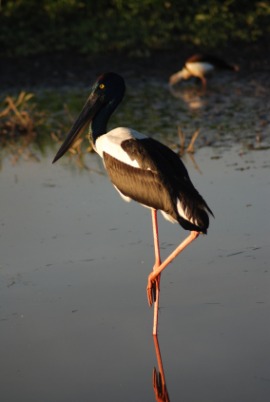 jabiru