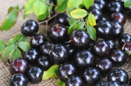 jaboticaba