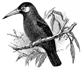 jacamar