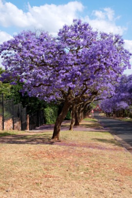 jacaranda