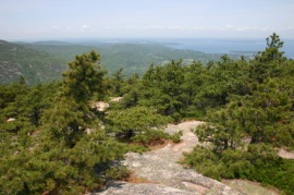 jack pine