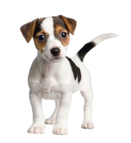 Jack Russell terrier