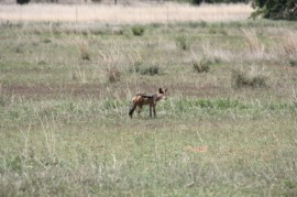 jackal