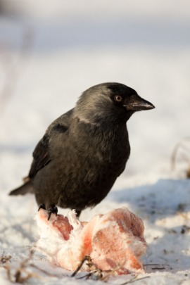 jackdaw