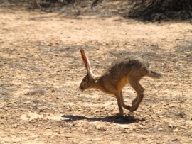 jackrabbit