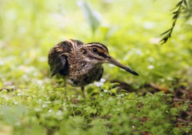 jacksnipe